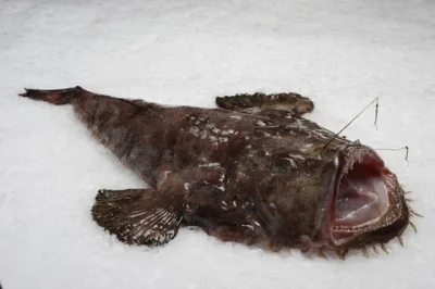 mnsp - To nie jest Żabnica 

Żabnica (ang. Monkfish) wygląda tak