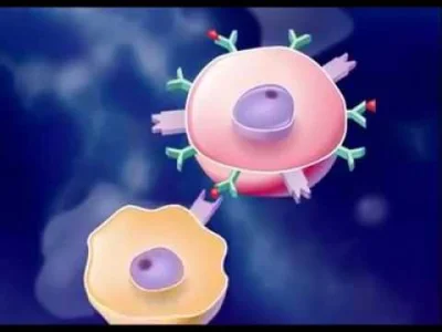 bioslawek - Wideo prezentujące schemat działania komórek układu odpornościowego.

M...