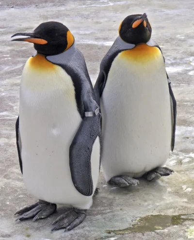 LewCyzud - Czy wiedzieliście o tym, ze gdy pingwiny królewskie połączą się w parę to ...