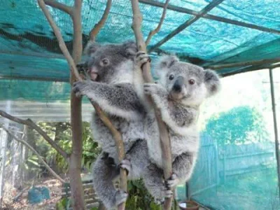 spokoczajnik - braci koala para.
dobranoc życzę każdemu! koaluchy pod poduchy.

#koal...