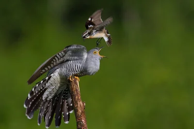 likk - nielubiany "gość"

kukułka - Cuculus canorus vs. pokląskwa - Saxicola rubetra ...