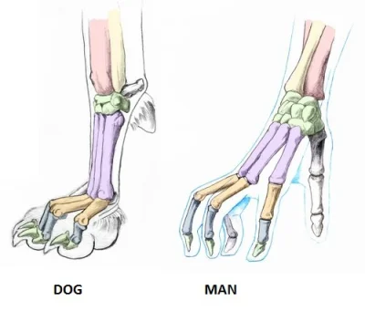 budgie - Tak dla ścisłości anatomicznej: pies zawsze chodzi na palcach :)