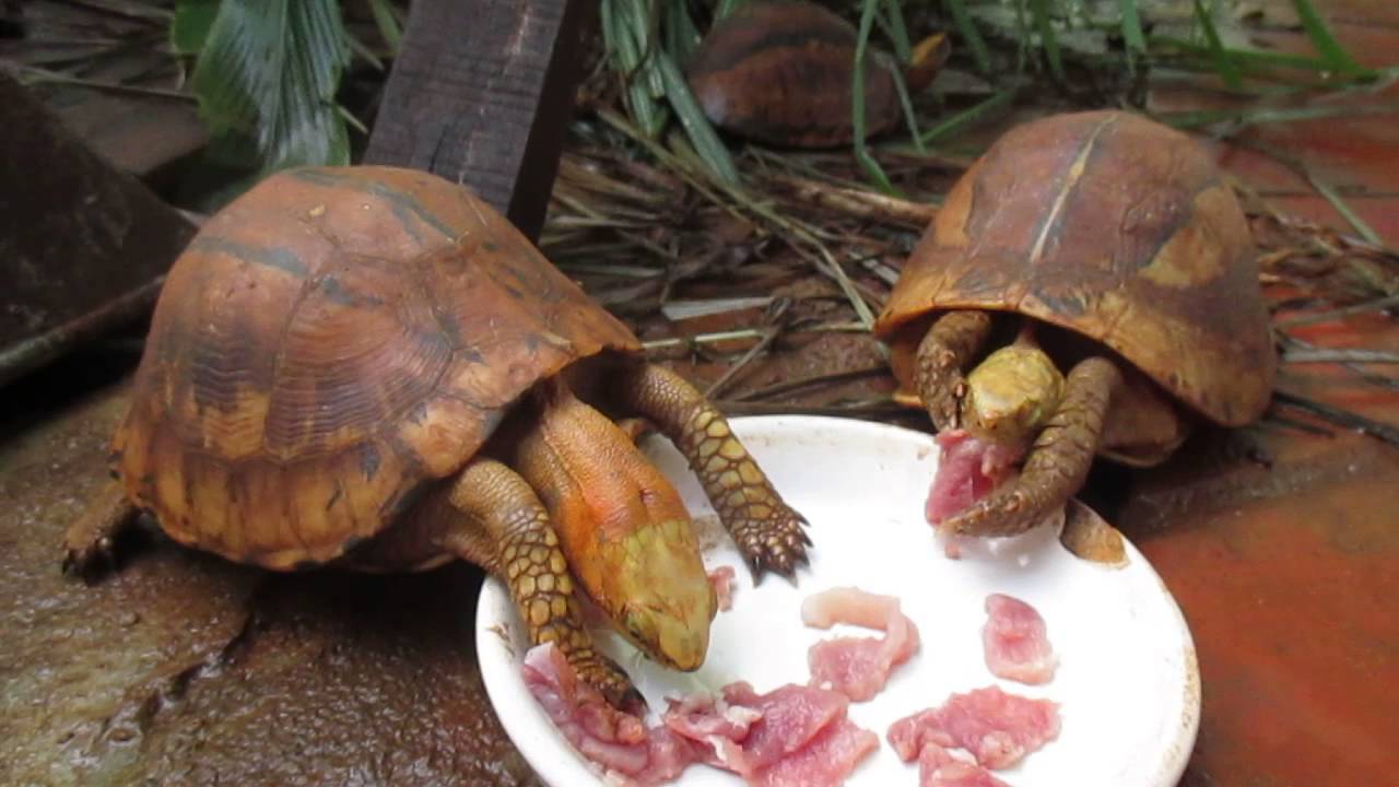 Едят ли черепахи. Черепахи которые едят мясо. Черепаха питается. Что едят черепахи. Черепаха жрёт.