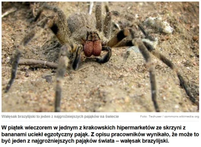 Kosmatywagonanimuszu - Wiadomo od kogo pająk nazwany. Cechy pasują.
#leszke #leszkes...