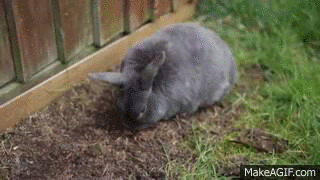 souryu - @souryu: #kroliki #zwierzaczki