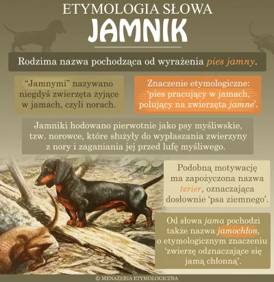 Lifelike - #zwierzeta #psy #jamnik #etymologia #infografika #ciekawostki