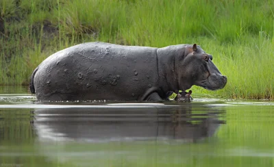 likk - hipcie

#natura #zwierzeta #przyroda #hipopotam