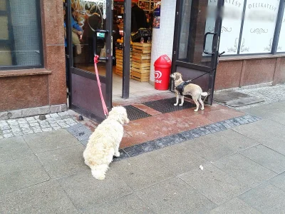 wojtoon - Ktoś przywiązał dwa psy do drzwi sklepowych. Na szczęście wykop czyli porta...