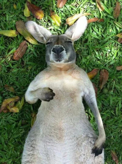 Siaa - @szalony_kefir: Królik to tylko kamuflaż. Jestem kangurem! ( ͡° ͜ʖ ͡°)