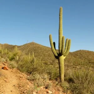 naciski - @ProszeNiePrzeklinac: saguaro to są te gigantyczne kaktusy w meksyku

CO SK...