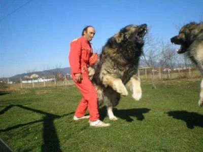 Stitch - @nnn: kaukazki pies górski, owczarek kaukazki również i mastif były tworzone...
