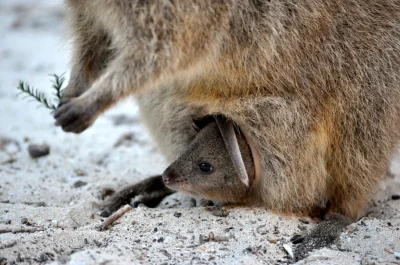 mfek00 - Mame, dej liścia

Jak zawsze zachęcam do nadsyłania kuoczkek
#quokkanadzi...