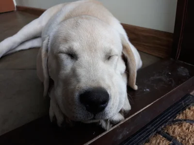 teoriastrun - labradory w czasie snu mają zamknięte oczy. #ciekawostki #pokazpsa