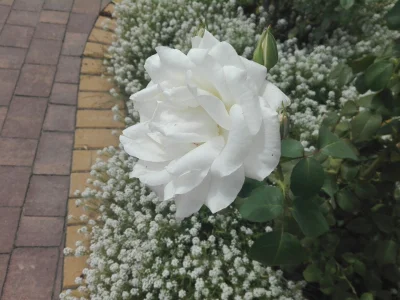 laaalaaa - Róża nr 56/100 z mojego ogrodu ( ͡° ͜ʖ ͡°)
#mojeroze #ogrodnictwo #chwale...
