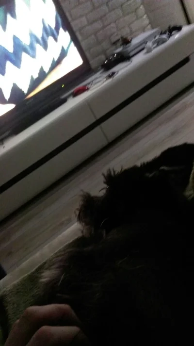 iDynamite - Mój pies ogląda telewizję na pełnej #420blazeit