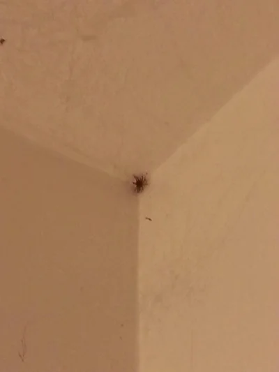eMaciek - Wstawiam zdjęcie pająka, który siedzi w rogu ściany, jednocześnie sprawiają...