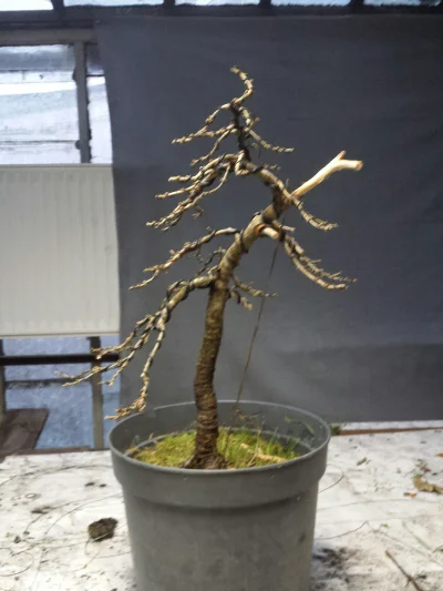 Freddy_dilla - kolejna robota. zdjecie przed w komentarzach
#bonsai