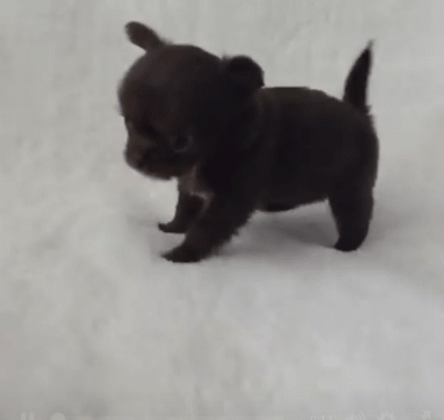 shpoora - Na koniec jeszcze słodziak z innej rodziny