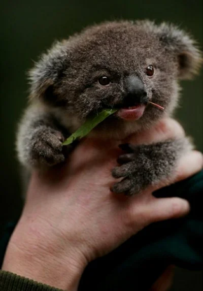 Najzajebistszy - Pyszny ten eukaliptus, człowieku. ʕ•ᴥ•ʔ

#koalowabojowka #koala #zwi...