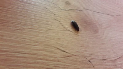 loveOcelote - Mirki czy to jest karaluch? #owady #biologia #dom #pomocy