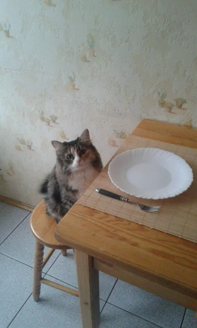 upio24h - Co dziś na obiad?
#koty