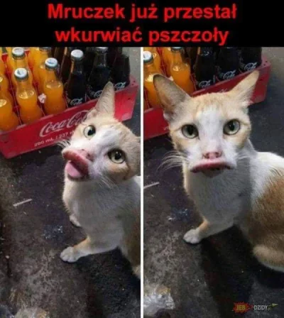 Igrekpl - Kot Godlewskich #heheszki #humorobrazkowy