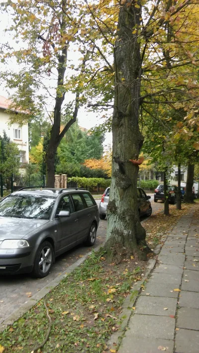 Napleton - Polecam dzisiaj wycieczke na Kopiec Kosciuszki. Piekna jesienna pogoda, kl...