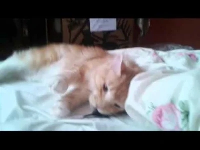 gorfag - Koci spam na dziś. Czyli jak mój kot ma #!$%@? ;)



#kot #koty #kotypany #p...
