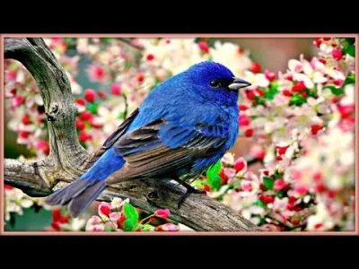Katzenpanik - > ❀ Sound Therapy ~ Morning Birds