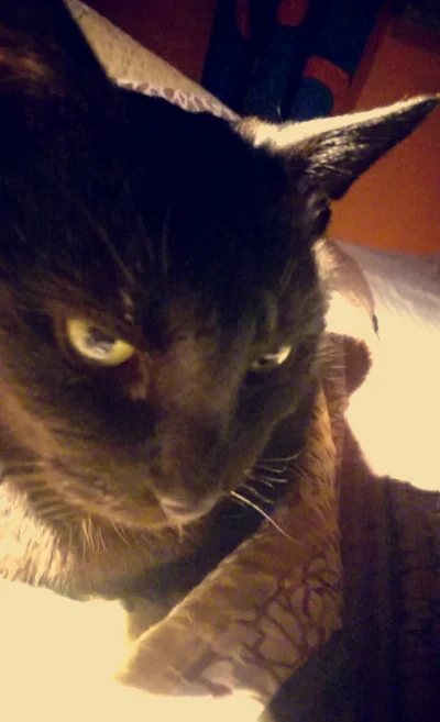 emte - Napiszcie kilka miłych słów do mojego kota, bo dzisiaj źle się czuł i się o ni...