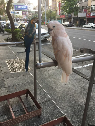 Soju - Tajwan.... postaw se papugi na chodniku XD #tajwan #ciekawostki #zwierzaczki #...