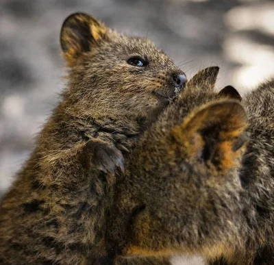 mfek00 - Kuoczka przypomina - pomiziaj za uszkiem ( ͡° ͜ʖ ͡°)
#quokkanadzis #quokka ...