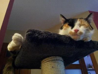 motylkowa - Mój kot bezgłośnie miauczy przez sen, obudzić go?;) #pokakota #pokalole