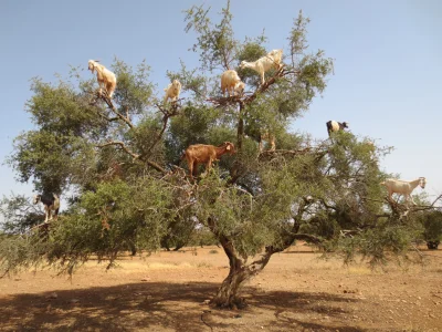 krolik1555 - Tymczasem kozy z Maroko już zrozumiały, że trzeba spi@#!ać :)