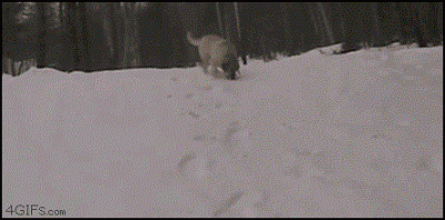 softenik - #gifujo #gorace #gif #smiesznypiesek #atencja

Kolejny gif dla was - miras...