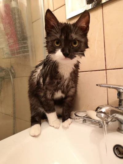 MyPhilosophy - Morelka po prysznicu w umywalce.

#morelka #koty #kitku #pokazkota #he...