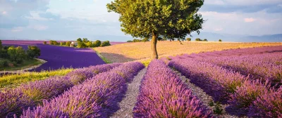 CzerwonyIndyk - Lavender Provence, Francja.