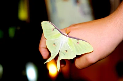 Papja - Aż niemożliwe, 2 tygodnie jako poczwarki i pierwszy Actias luna właśnie się w...