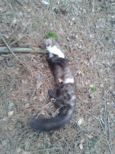echelon_ - Mireczki znalazłem wczoraj w lesie śpiącego kotka. Rasa jakaś taka dziwna,...