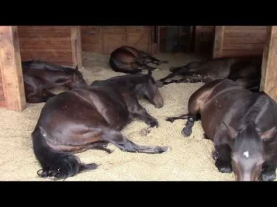 sicknature - @agablazej: to to jeszcze nic, zobacz jak konie śpią chrapią i pierdzą X...