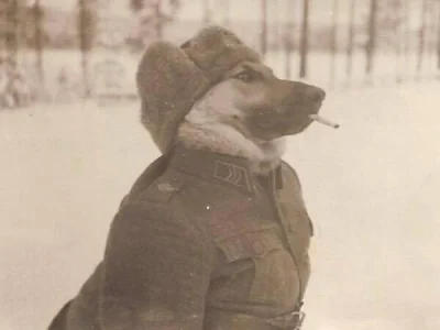 brusilow12 - Pies w służbie fińskiej armii, który walczył z Sowietami ( ͡° ͜ʖ ͡°)

...