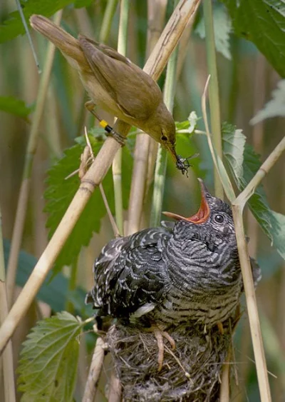 Pustulka - Pasożyt lęgowy (jedyny w Europie Środkowej) podrzucający jaja do cudzych g...