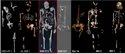 bioslawek - Najbardziej kompletne szkielety australopiteków.

Zobacz też:

A. Pro...