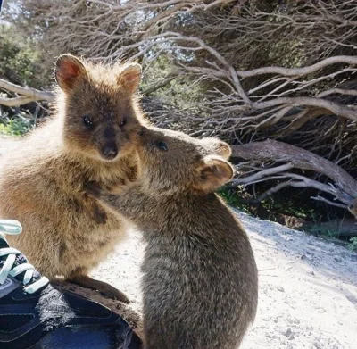 aloszkaniechbedzie - Na #dziendobry miło jest szepnać jakieś czułe słówko ^^

#quokka...