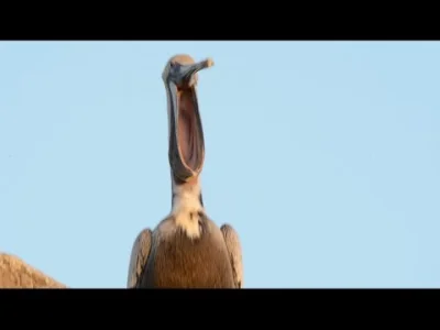 Ixiliam - Drodzy państwo, tak ziewają pelikany:

#zwierzaczki #smiesznypiesek #peli...