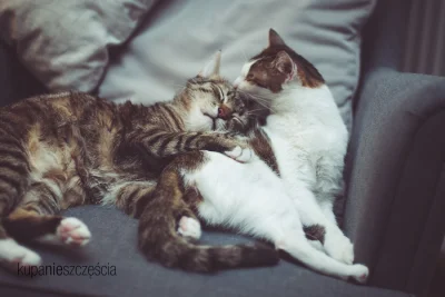 qb3k - #miłość

#koty #kotnadzis #kot #pokazkota #zwierzaczki #kupanieszczescia