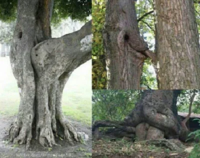 mactrix - Czo te drzewa to ja nie... #drzewa #seksy #humor