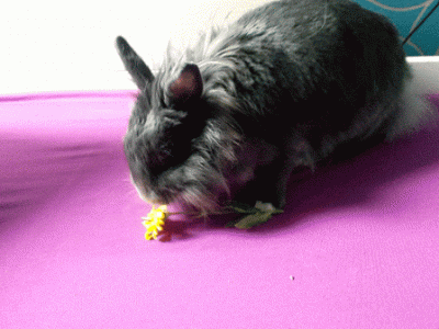 pogop - Google zrobiło gifa ze zdjęć, jak mój królik spożywa kwiatka XD

#kroliki #...