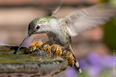 cieliczka - Koliber i pszczółki (ʘ‿ʘ)

#ptaki #owady #ciekawostki #zwierzaczki #nat...