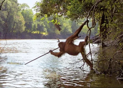 BionicA - @krnabrny_brodacz: Racja, ale wtopa... :(
Poniżej zdjęcie orangutana z Bor...